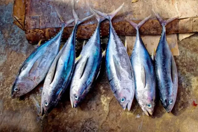 8 Jenis Ikan Sempurna untuk Protein Tanpa Lemak, Menurut Ahli