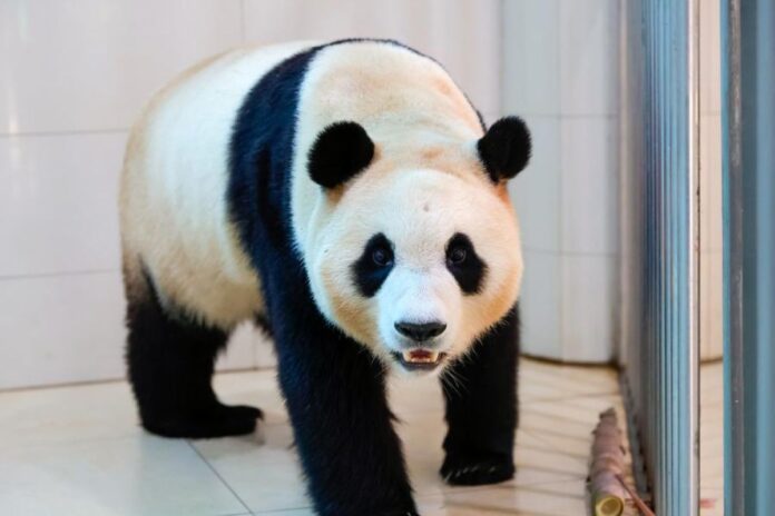 Panda Kembaran Kembali ke Tiongkok, Menyingkap Rahasia Fu Bao