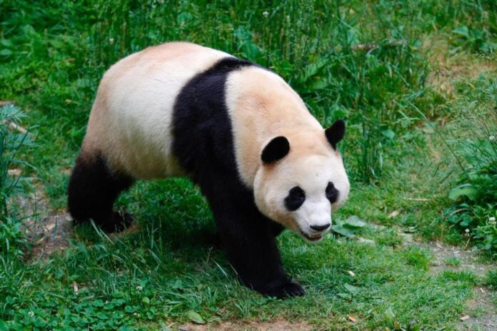 Panda Tersayang Kembali Pulang ke Tiongkok Setelah Tinggal di Negeri Ginseng