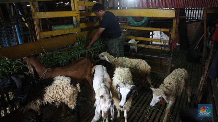 Waspada Bahaya Bakteri Kambing Usai Perayaan Kurban